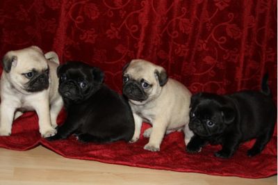 Beeige Mopskinder sind noch zu haben:-))