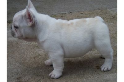 Französisch Bulldog Welpen mit Papiere 