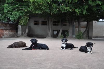 Tierpsychologie Dresden