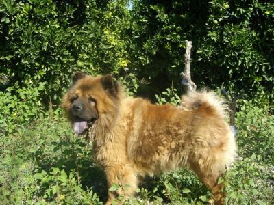 Yacko – Treues Chowchow Juwel für den liebevollen Chowchow Freund!