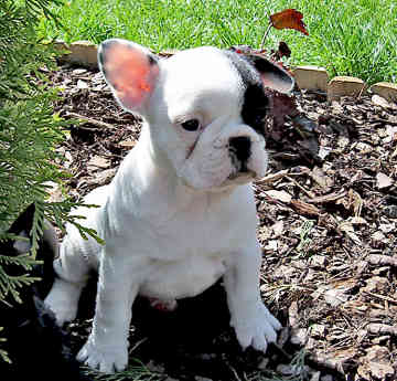 Wunderschöne Französische Bulldogge Welpen