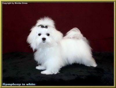 Malteserwelpe vom Malteser-Hundeparadies