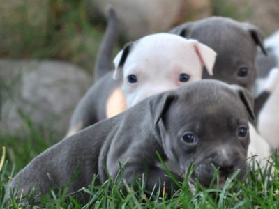  Pitbull welpen