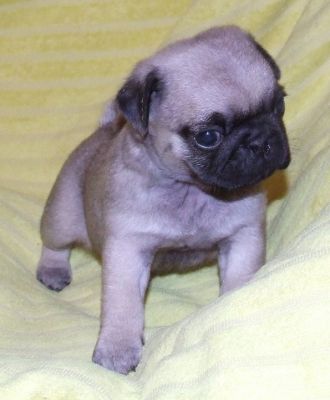 Qualitäts Mops Welpen sind zu vergeben vom FCI Zucht