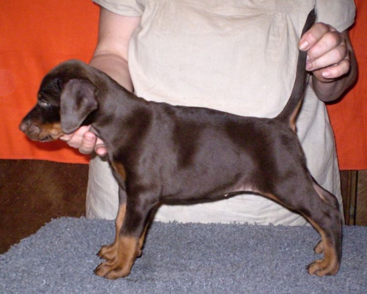 Dobermann - braune und schwarze Welpen mit FCI Papieren aus CZ Zucht