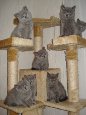 BKH Britisch Kurzhaar Babys Katzen Kater Kittin