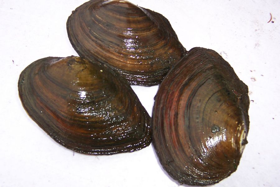 Japan Koi, Teichmuscheln, Edelkrebse, uvm. vom Koi-Center Schafflund