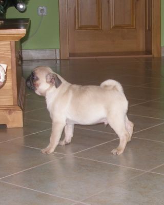 Mops-Rüde von einer gesunden Amerikaner Blutlinie ist zu verkaufen 