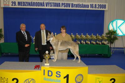 Tschechoslovakische Wolfshundwelpen