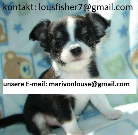 Reinrassig zauberhafte ChiwawaWelpen m/w black & white