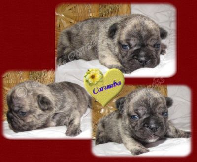 Französische Bulldoggen in Reverse-Brindle