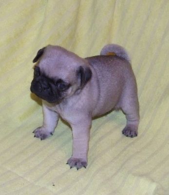 Qualitäts Mops Welpen von Europasieger Blutlinie zu verkaufen