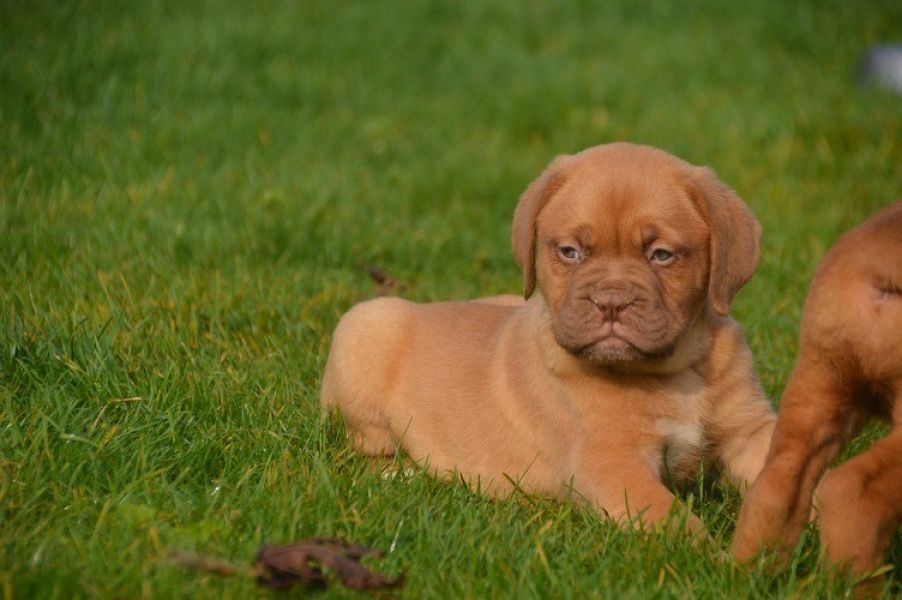  Papillonwelpen In allen Farben