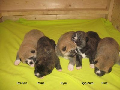 Akita-inu Welpen aus Almaju.cz