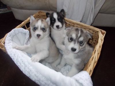 Sibirien Huskies Welpen für gute Hause