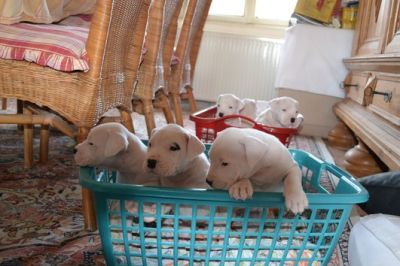 Wunderschöne Dogo Argentino Welpen