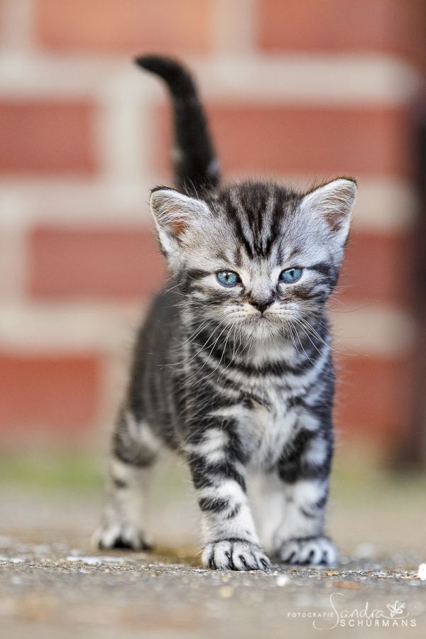 Tapsige Welteroberer suchen... 