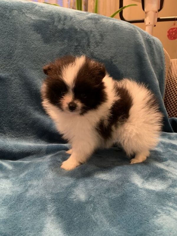 Süße Pomeranian Zwergspitz Welpen