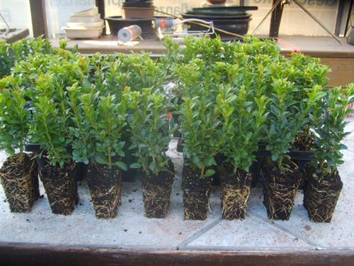 Buxus sempervirens 100 Stück Buchsbaum 8/15 Hecken Buchs Pflanzen 310036  65,00 €