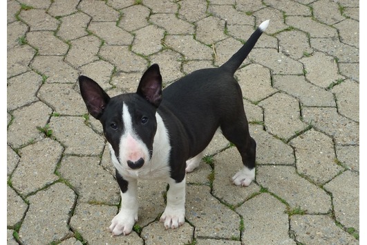  Wurfankündigung Miniaturbullterrier Pll frei