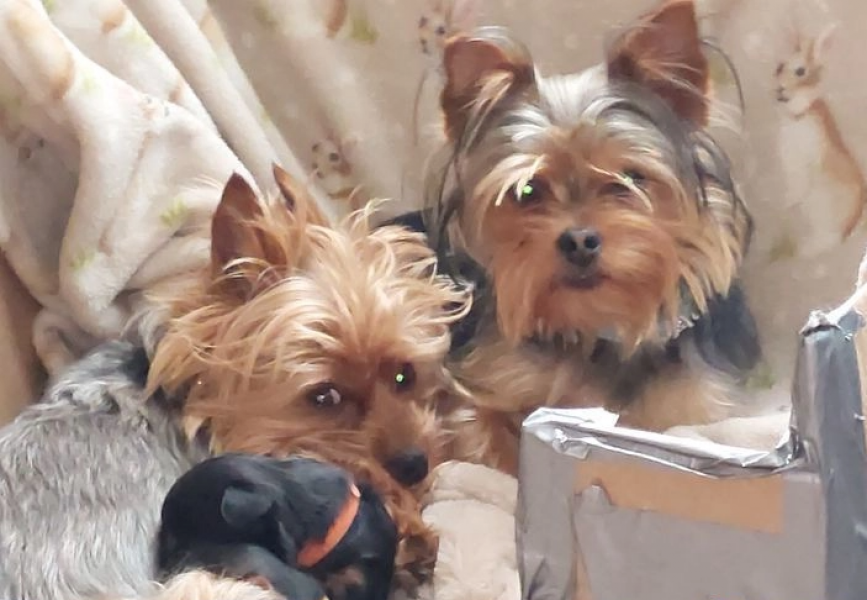 Miniatur-Yorkshire-Welpen zu verkaufen