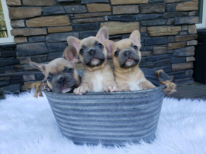 Schöne Französische Bulldoggen Welpen