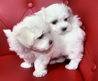 Malteser- Welpen männlich und weiblich Flieder (ayat).