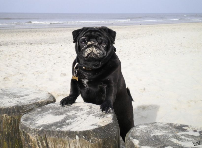 Norderney Urlaub Strand Dz Du/WC inkl. Frühstücksbuffet