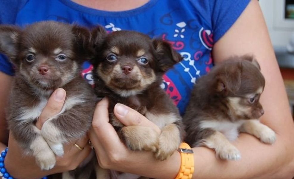 3 Süssen Chihuahua Welpen suchen ein neues Zuhause.