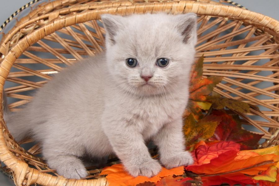 Zauberhafte BKH-Kitten in schwarz-silber-gestromt und getupft