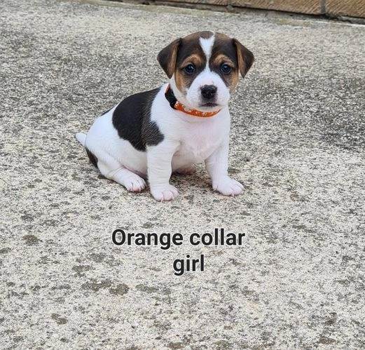 MINI Jack Russell Terrier Welpe