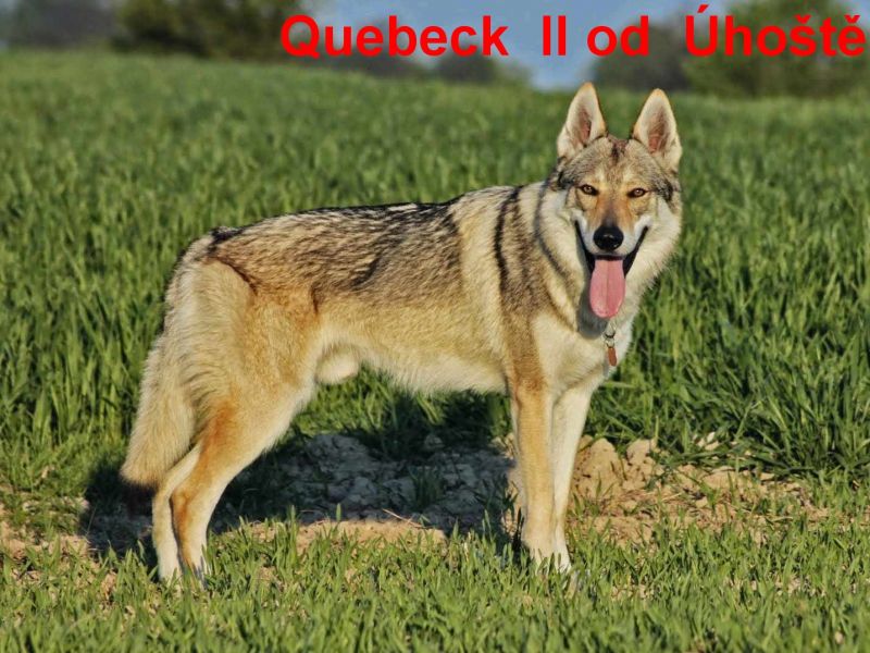 Tschechoslowakische Wolfshund