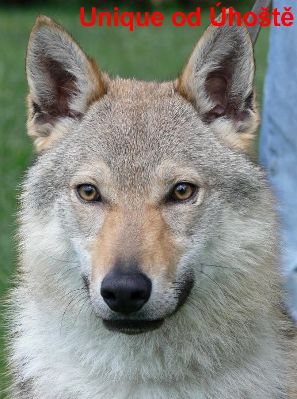 Tschechoslowakische Wolfshund