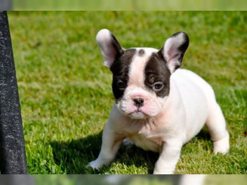 Wunderschöne FranzösischBulldogge Welpen Rüden & Weibchen suchen neues zuhause.