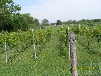 Exklusives  Wohnhaus  in Ungarn Plattensee Region Nr.60/13