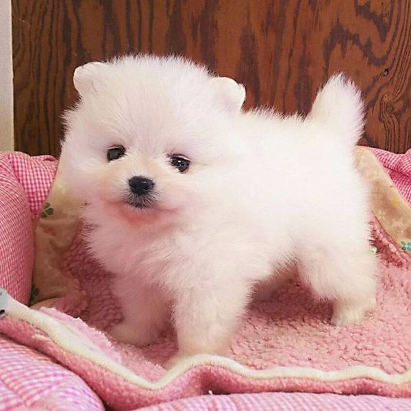 Zwei fantastische T-Cup Zwergspitz-Welpen