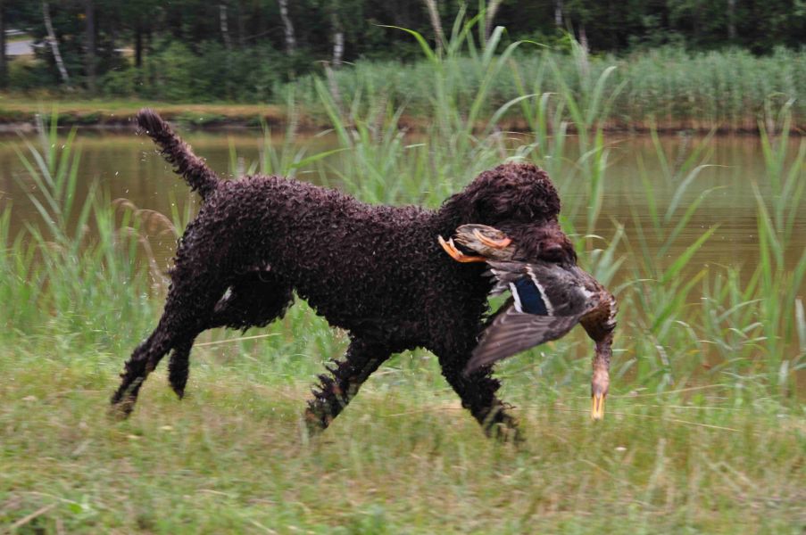 Jagdhundeausbildung-Hundezentrum-Oberpfalz