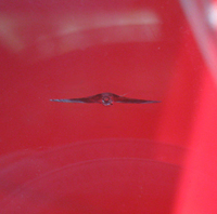 STEINSCHLAGREPARATUR MOBIL