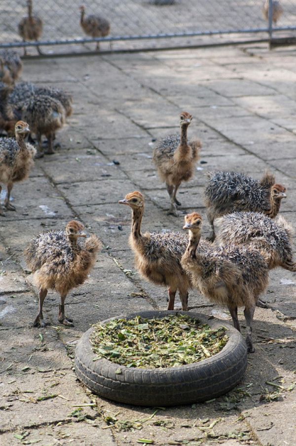 Straußeneier und Küken