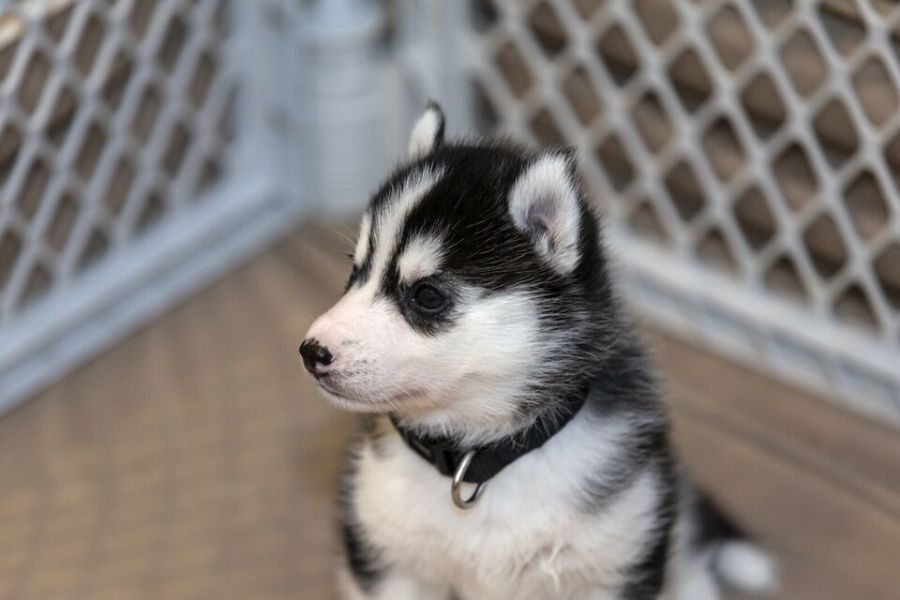 Reinrassige Blue Eye Siberian Husky Welpen verfügbar