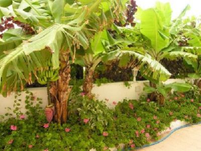 Ferienwohnung auf Teneriffa - Appartments Costa del Silencio