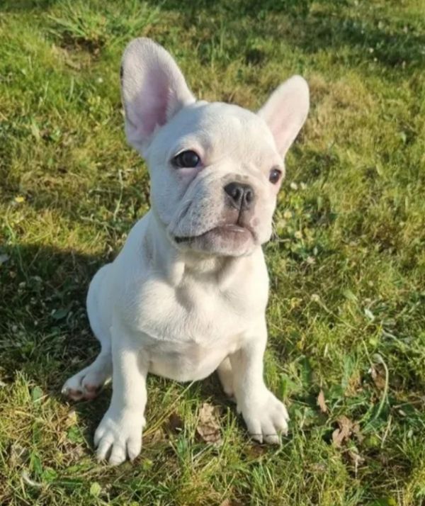 Französische Bulldog Welpen