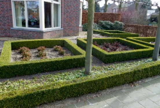 Buxus sempervirens 100 Stück Buchsbaum 8/15 Hecken Buchs Pflanzen 310036  65,00 €