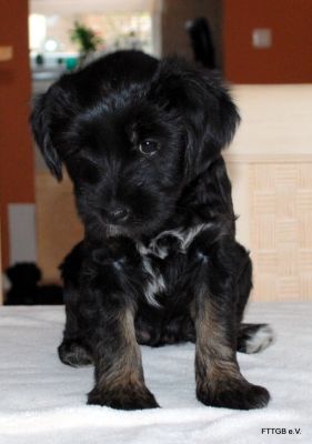 4 Tibet Terrier Welpen