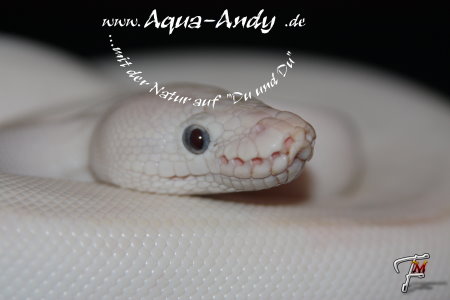  Verkaufe Boas, Pythons und Nattern verschiedene Varianten