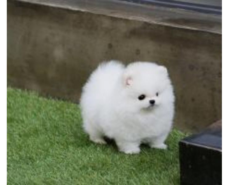 Süsse Wunderschöne Shih Tzu Welpen mit Papieren