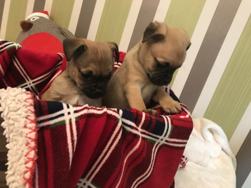 Babys Mops welpen männlich und weiblich Flieder