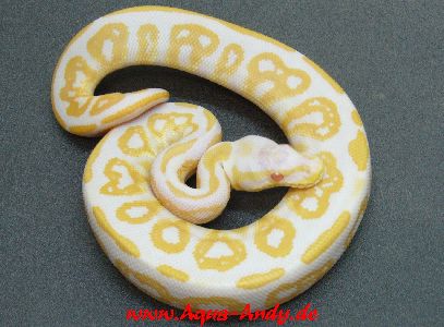  Verkaufe Boas, Pythons und Nattern verschiedene Varianten