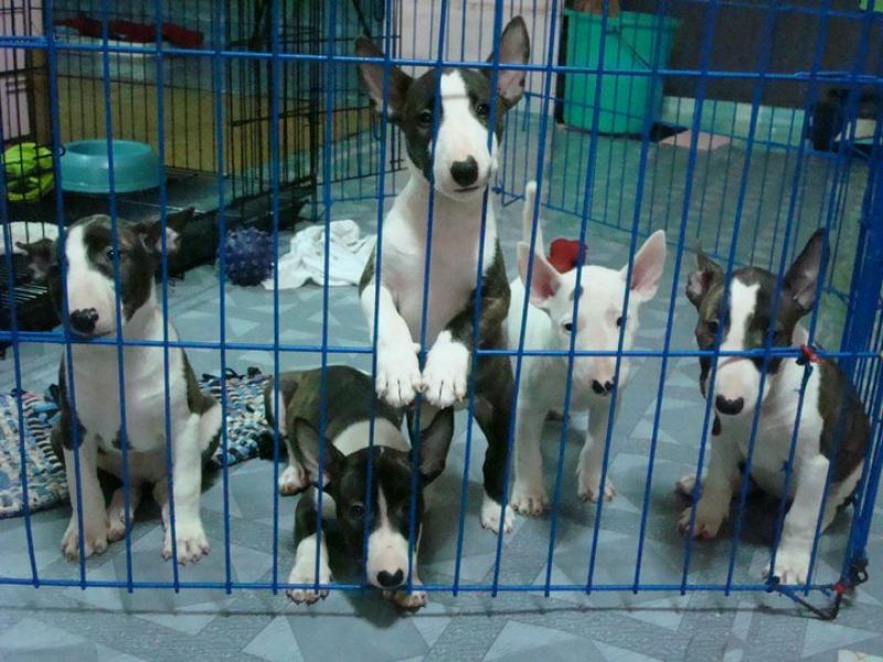 Miniatur-Bullterrier mit Ahnentafeln