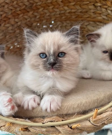 Ragdoll-Kätzchen